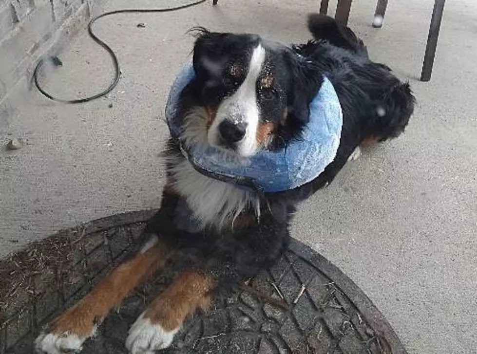 My Dog Rox Vote: Craziest NoCo Vet Visit Stories