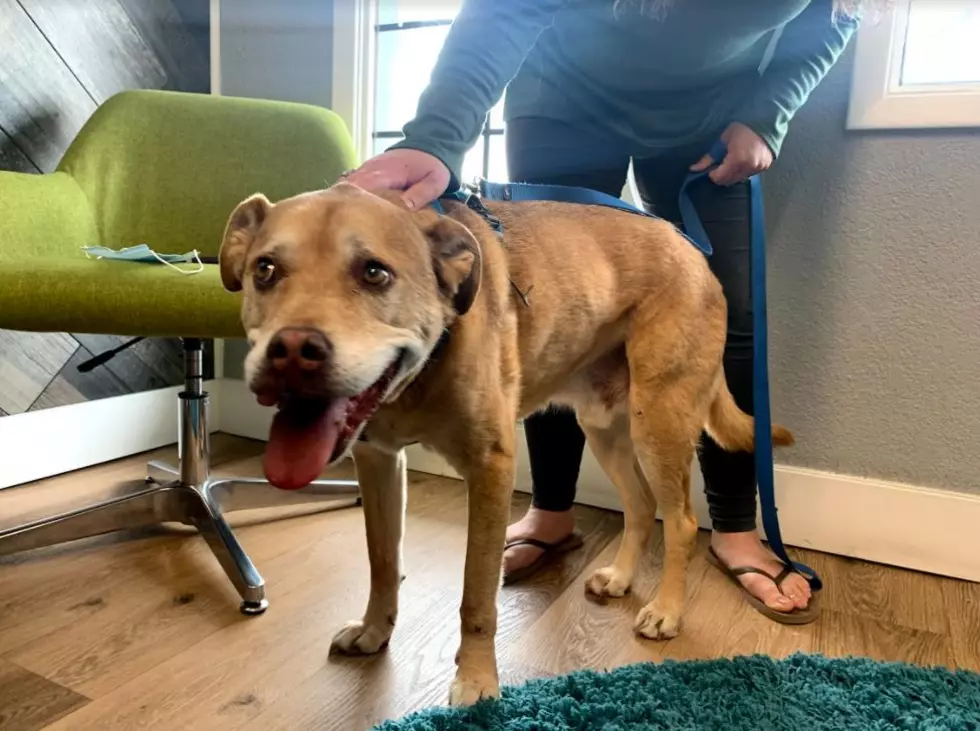 My Dog Rox: Northern Colorado’s 5 Craziest Dog Vet Visits