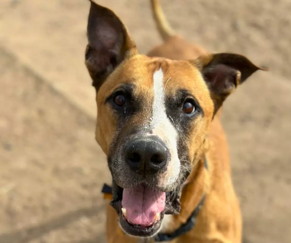 Meet Our Townsquare NoCo Pet of the Week: Gaston