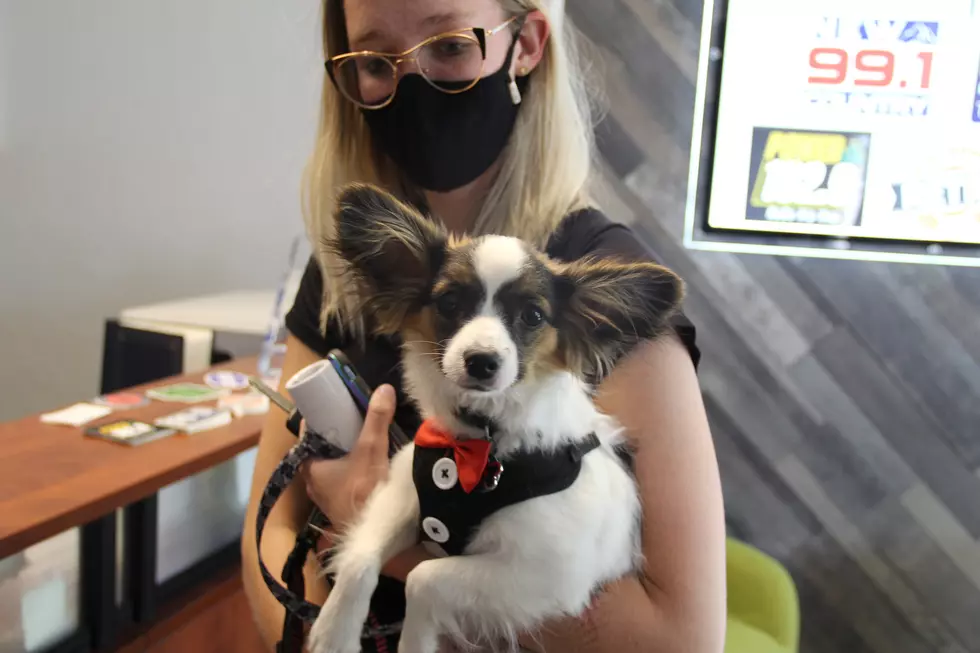 My Dog Rox: NoCo’s Cutest Puppy Bandit Will Steal Your Heart