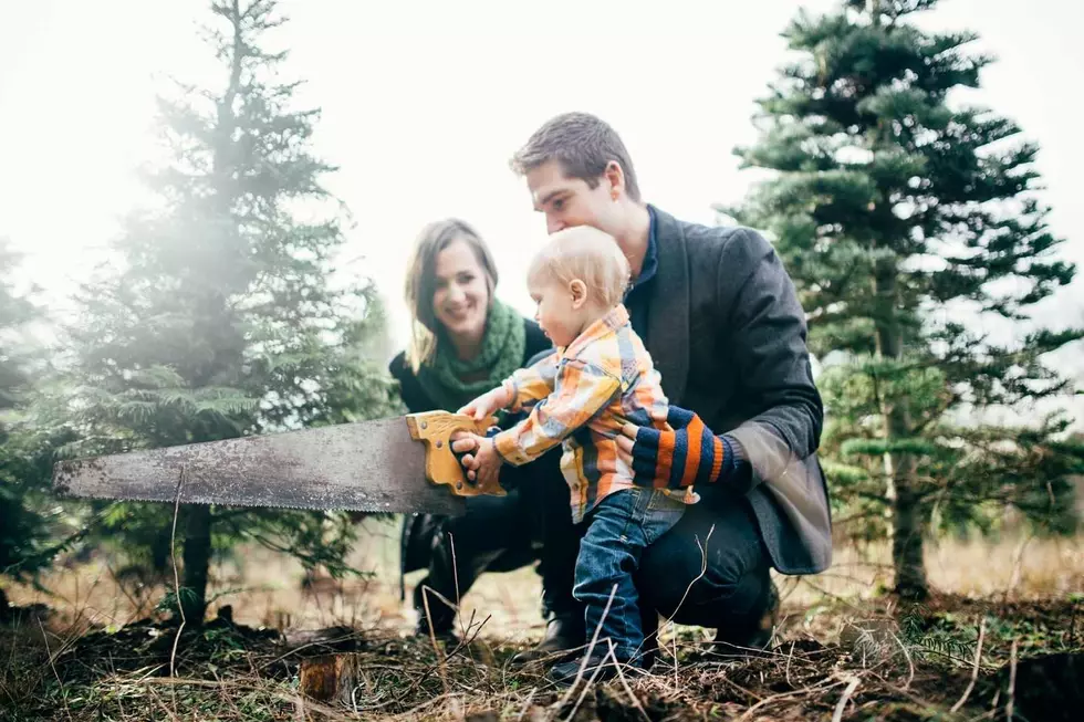 Cutting Down Your Own Beautiful Colorado Christmas Tree in Larimer County in 2022